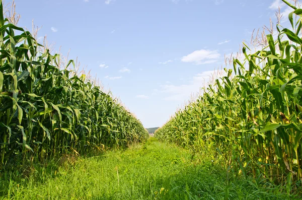 Kukorica farm Jogdíjmentes Stock Fotók