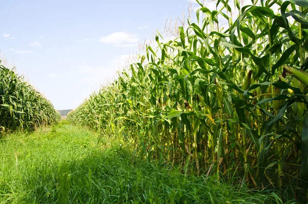 Corn farm — Stock Photo, Image