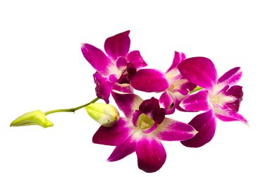 orkide beyaz arkaplanda izole edildi