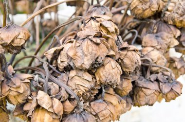 kurutulmuş lotus çiçekleri