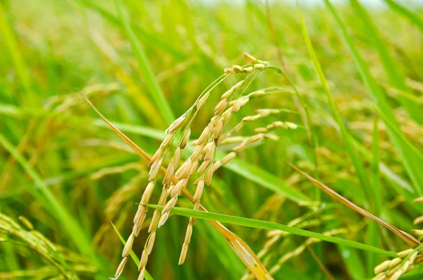 Πεδίο ρυζιού — Φωτογραφία Αρχείου