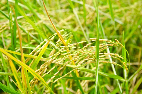 Campo de arroz en temporada de lluvias — Foto de Stock