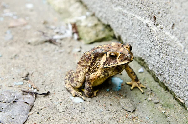 Крупним планом жаба — стокове фото