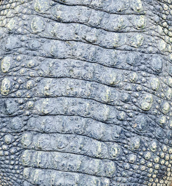 Timsah derisi dokusu