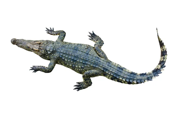 Crocodilo isolado sobre fundo branco — Fotografia de Stock