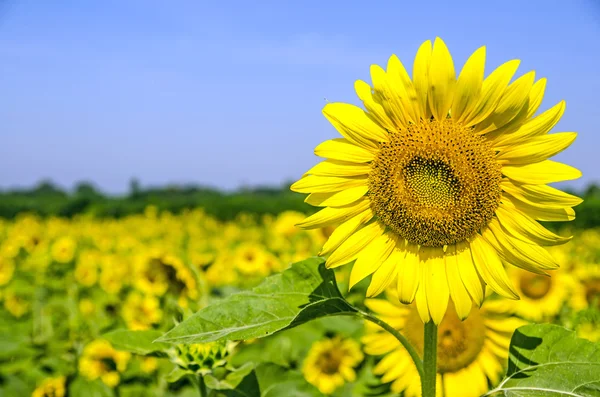 Gebied van zonnebloem — Stockfoto