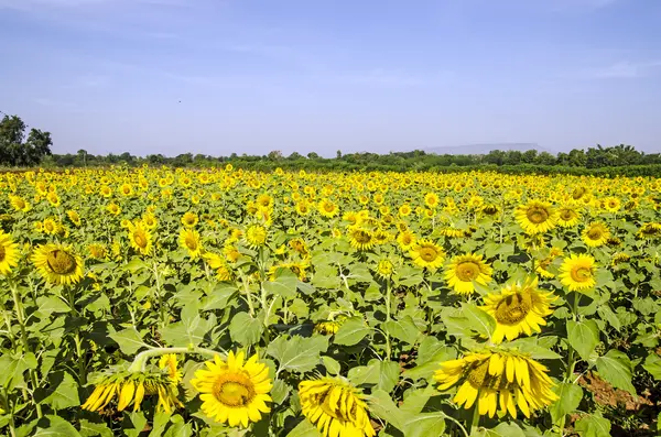 Champ de tournesol — Photo