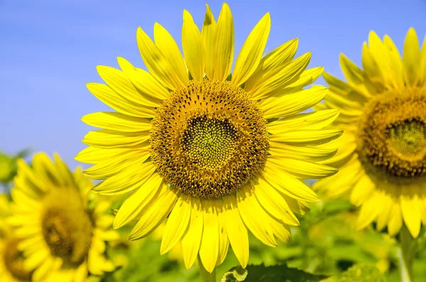 Zonnebloemenveld met blauwe lucht — Stockfoto