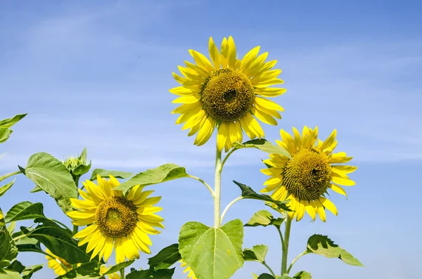 Zonnebloemenveld met blauwe lucht — Stockfoto