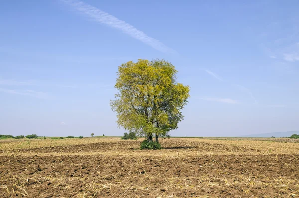수확 농장에서 나무 푸른 하늘 보기 — 스톡 사진
