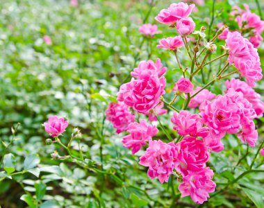 Pembe çiçek ağaç