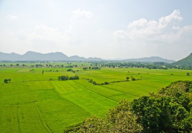 pirinç alanının Üstten Görünüm