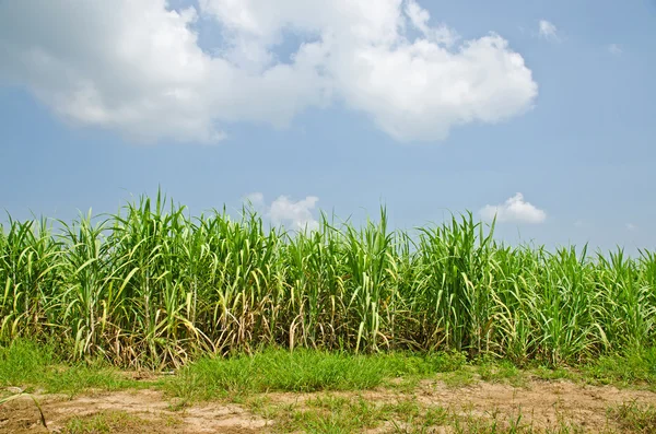 Campo di canna da zucchero — Foto Stock