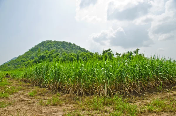 Campo di canna da zucchero — Foto Stock