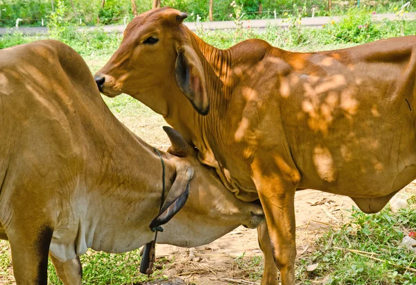 Thai tehén farmon — Stock Fotó