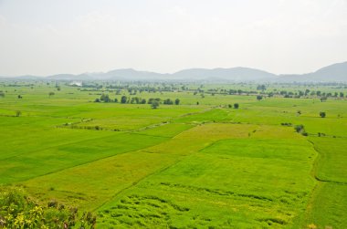 pirinç alanının Üstten Görünüm