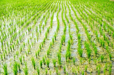 pirinç alanının Üstten Görünüm