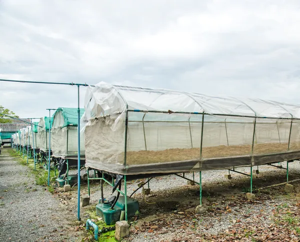 Azienda idroponica — Foto Stock