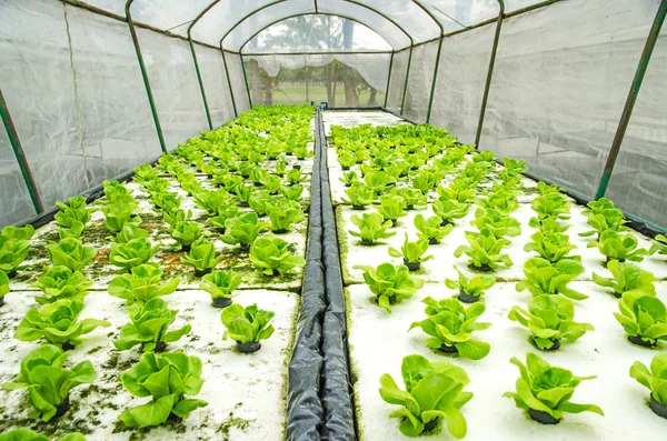 Produtos hortícolas orgânicos hidropônicos — Fotografia de Stock