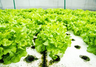 Organik hydroponic sebze