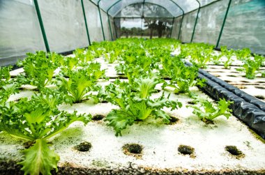 Organik hydroponic sebze