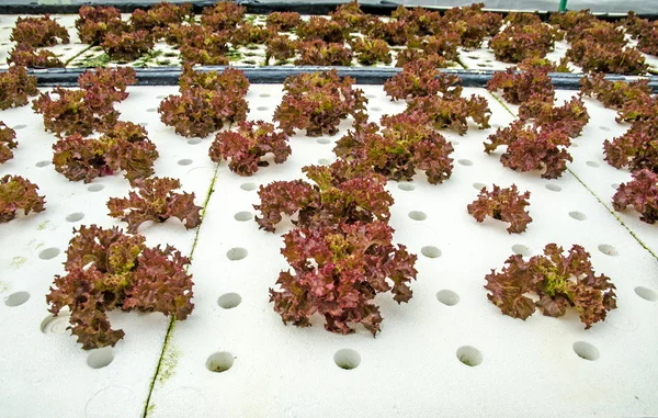 Organic hydroponic vegetable — Stock Photo, Image