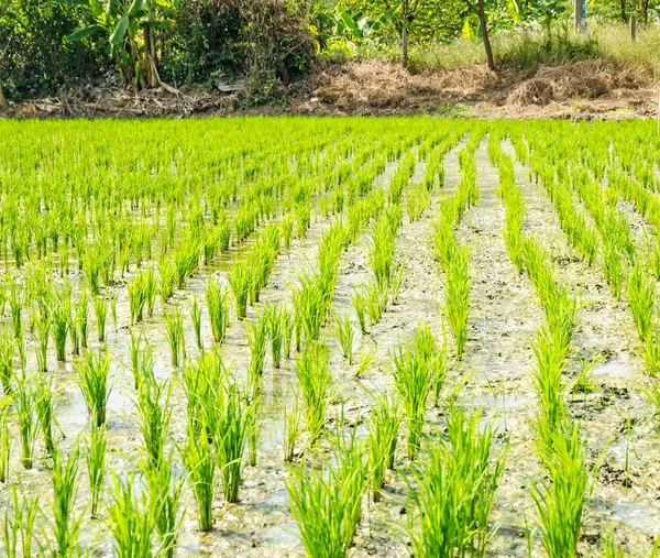 Νέοι ρυζιού φυτών στον τομέα του ρυζιού — Φωτογραφία Αρχείου
