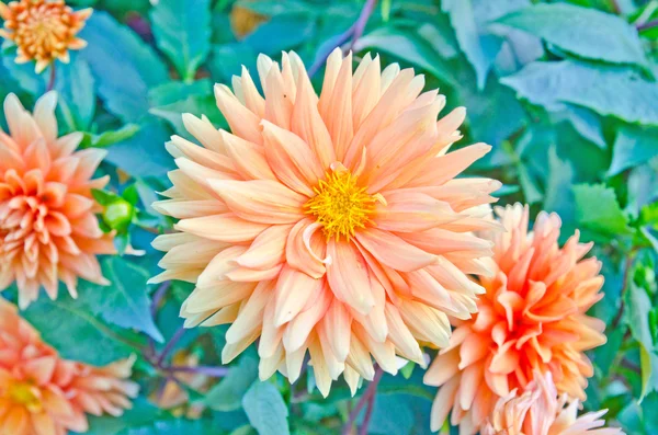 Fleur dahlia orange — Photo
