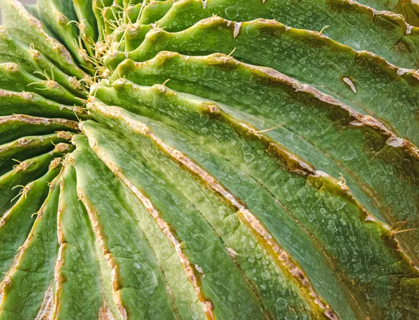 Шаблон кактуса в качестве фона — стоковое фото