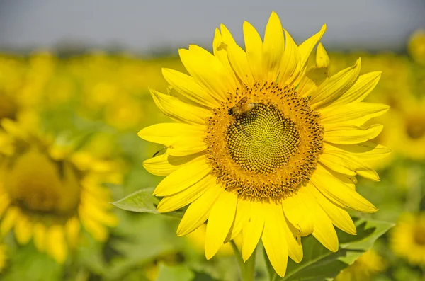 Ayçiçeği alan — Stok fotoğraf