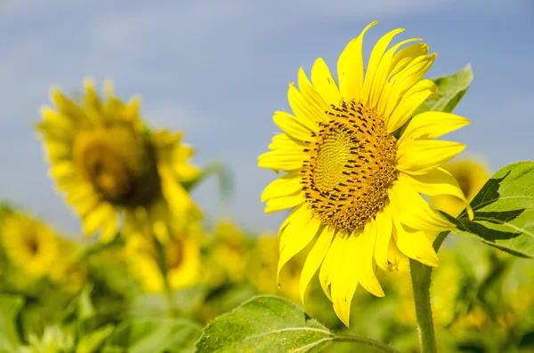 Zonnebloem veld — Stockfoto