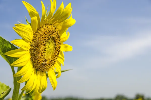 Zonnebloem veld over blauwe hemel — Stockfoto