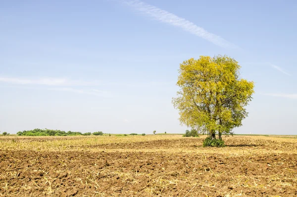 Veduta dell'albero e del cielo blu nella fattoria del raccolto — Foto Stock