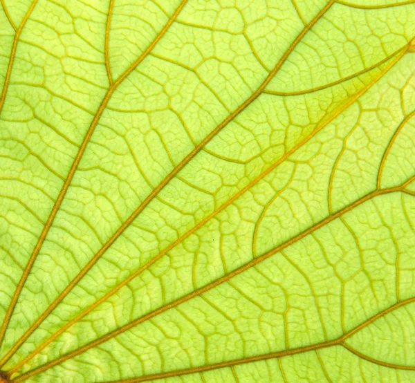 Закрыть вены из листьев — стоковое фото