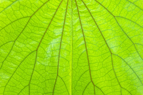 Närbild på bladnerver — Stockfoto
