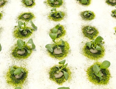 Organik hydroponic sebze