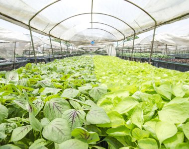 Vegetables hydroponics farm clipart