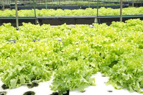 Grönsaker hydroponics gård — Stockfoto