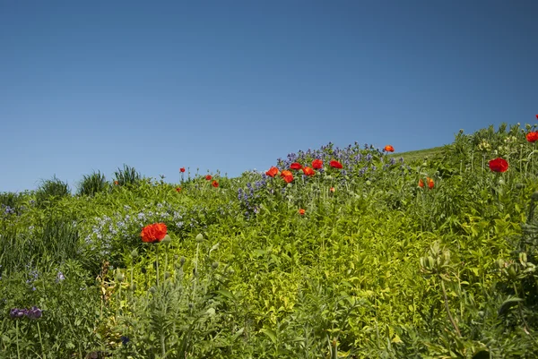 kır çiçekleri ve mavi gökyüzü