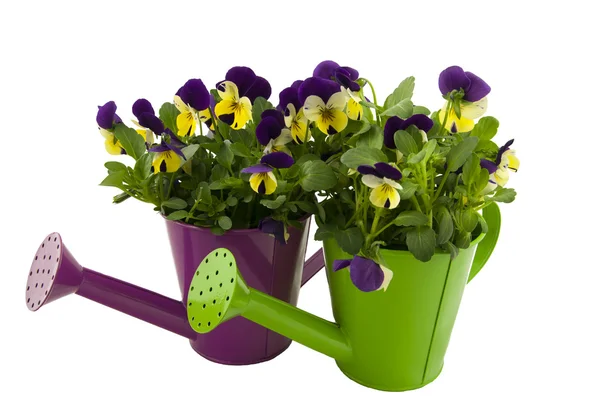 Menekşe ile iki sulama tenekeleri