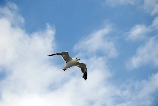 Gökyüzünde martı