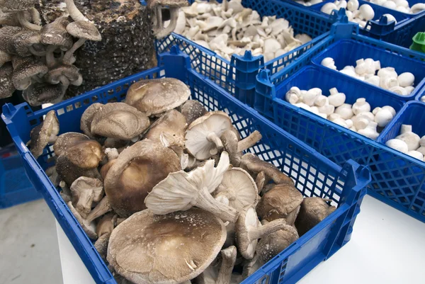 Topperpiyasada mantar