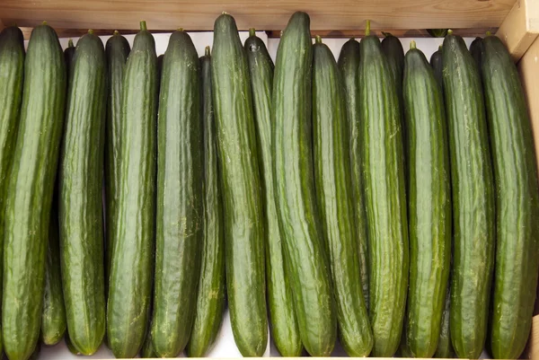 Cucumbers — Stock Photo, Image