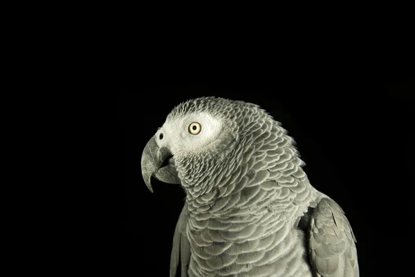 siyah üzerine papağan