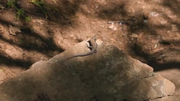 Um lagarto senta-se numa rocha à sombra de folhas de árvores. — Vídeo de Stock