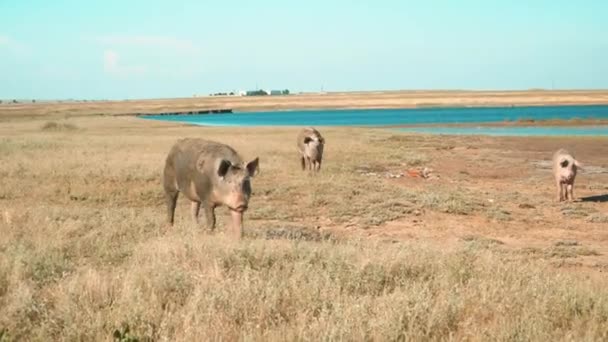 호수 옆을 걷고 있는 더러운 돼지들 — 비디오