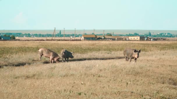마을 앞 들판에서 풀을 먹고 있는 돼지들 — 비디오