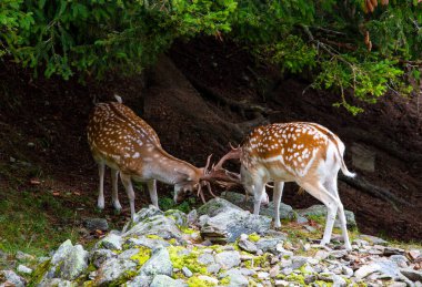 Vahşi Avrupa geyiği, Dama dama, yazın Frech Alplerinde