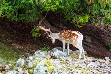 Vahşi Avrupa geyiği, Dama dama, yazın Frech Alplerinde