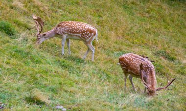 Vahşi Avrupa geyiği, Dama dama, yazın Frech Alplerinde